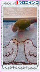 にほんブログ村 鳥ブログ ウロコインコへ