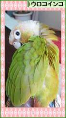 にほんブログ村 鳥ブログ ウロコインコへ