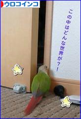 にほんブログ村 鳥ブログ ウロコインコへ
