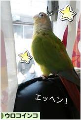 にほんブログ村 鳥ブログ ウロコインコへ