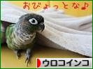 にほんブログ村 鳥ブログ ウロコインコへ