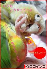 にほんブログ村 鳥ブログ ウロコインコへ
