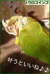 にほんブログ村 鳥ブログ ウロコインコへ