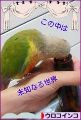 にほんブログ村 鳥ブログ ウロコインコへ