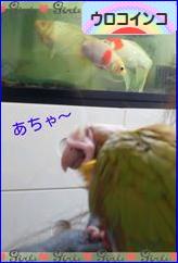 にほんブログ村 鳥ブログ ウロコインコへ