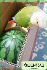 にほんブログ村 鳥ブログ ウロコインコへ