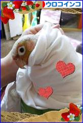 にほんブログ村 鳥ブログ ウロコインコへ