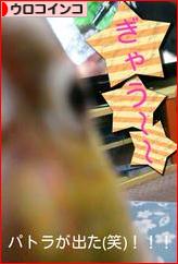 にほんブログ村 鳥ブログ ウロコインコへ