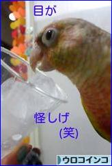 にほんブログ村 鳥ブログ ウロコインコへ