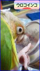 にほんブログ村 鳥ブログ ウロコインコへ
