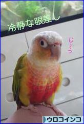 にほんブログ村 鳥ブログ ウロコインコへ