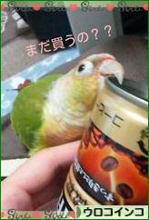 にほんブログ村 鳥ブログ ウロコインコへ