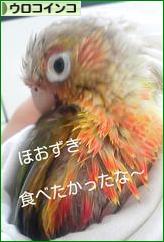 にほんブログ村 鳥ブログ ウロコインコへ