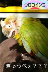 にほんブログ村 鳥ブログ ウロコインコへ