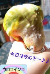 にほんブログ村 鳥ブログ ウロコインコへ