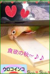 にほんブログ村 鳥ブログ ウロコインコへ