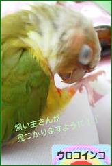 にほんブログ村 鳥ブログ ウロコインコへ