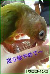 にほんブログ村 鳥ブログ ウロコインコへ