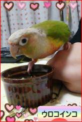 にほんブログ村 鳥ブログ ウロコインコへ
