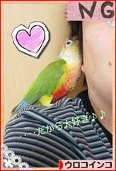 にほんブログ村 鳥ブログ ウロコインコへ