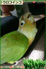 にほんブログ村 鳥ブログ ウロコインコへ
