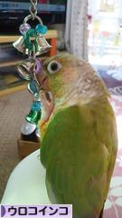 にほんブログ村 鳥ブログ ウロコインコへ