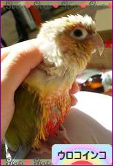 にほんブログ村 鳥ブログ ウロコインコへ