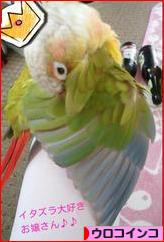 にほんブログ村 鳥ブログ ウロコインコへ