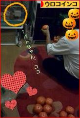 にほんブログ村 鳥ブログ ウロコインコへ