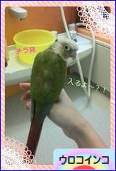 にほんブログ村 鳥ブログ ウロコインコへ