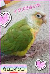 にほんブログ村 鳥ブログ ウロコインコへ