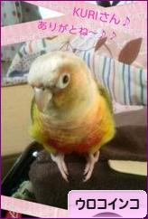 にほんブログ村 鳥ブログ ウロコインコへ