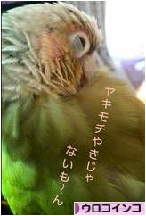 にほんブログ村 鳥ブログ ウロコインコへ