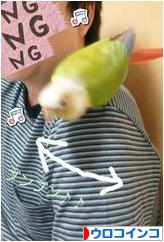 にほんブログ村 鳥ブログ ウロコインコへ