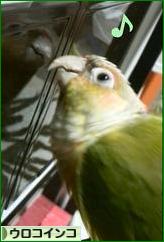 にほんブログ村 鳥ブログ ウロコインコへ