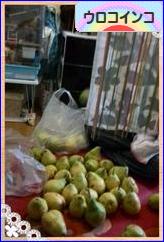 にほんブログ村 鳥ブログ ウロコインコへ