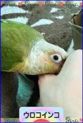 にほんブログ村 鳥ブログ ウロコインコへ