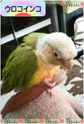 にほんブログ村 鳥ブログ ウロコインコへ