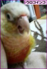 にほんブログ村 鳥ブログ ウロコインコへ