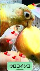 にほんブログ村 鳥ブログ ウロコインコへ