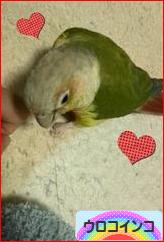 にほんブログ村 鳥ブログ ウロコインコへ
