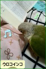 にほんブログ村 鳥ブログ ウロコインコへ