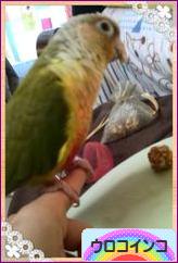 にほんブログ村 鳥ブログ ウロコインコへ