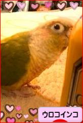 にほんブログ村 鳥ブログ ウロコインコへ