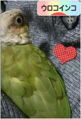 にほんブログ村 鳥ブログ ウロコインコへ