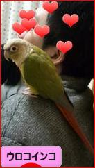 にほんブログ村 鳥ブログ ウロコインコへ