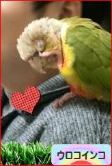にほんブログ村 鳥ブログ ウロコインコへ