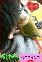にほんブログ村 鳥ブログ ウロコインコへ