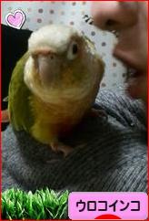 にほんブログ村 鳥ブログ ウロコインコへ