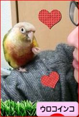 にほんブログ村 鳥ブログ ウロコインコへ